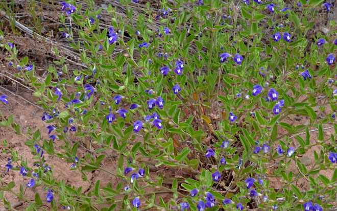 Scutellaria platyphylla, Mexican Skullcap